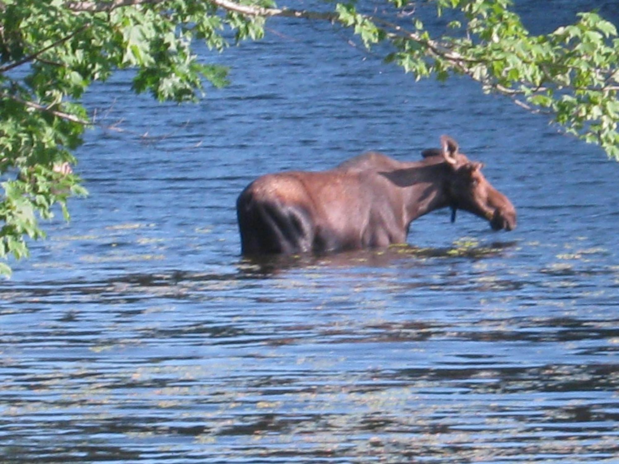 Alamoosook Lakeside Inn Orland Buitenkant foto