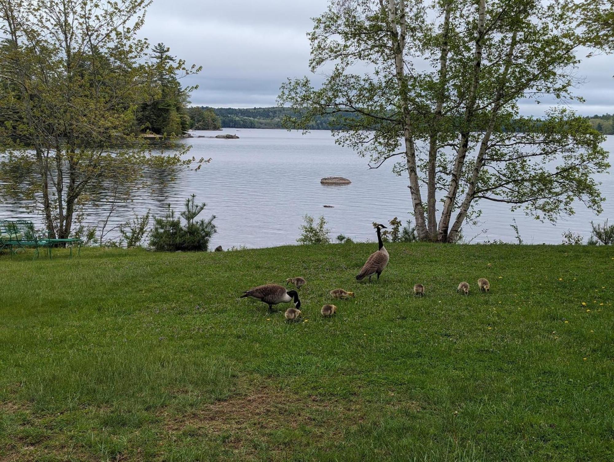 Alamoosook Lakeside Inn Orland Buitenkant foto